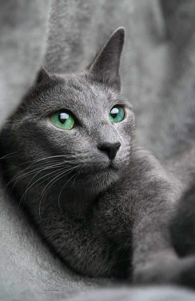 szürke cica zöld szemekkel