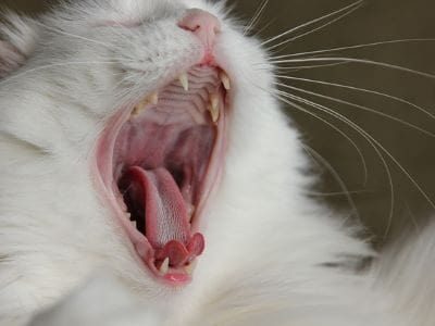 cat-1132310_640-1-ownkrm46sbbq8v1cs5g34r067iikjuvueey8smw0c8-min cat-1132310_640-1-ownkrm46sbbq8v1cs5g34r067iikjuvueey8smw0c8-min