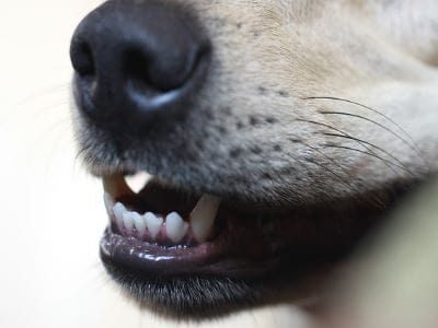 dogmouth-2582128_640-ownkrnzv5zeaw2ymh69c9qj3ea9az93b2o97r6t7zs-min dogmouth-2582128_640-ownkrnzv5zeaw2ymh69c9qj3ea9az93b2o97r6t7zs-min